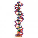 DNA Models