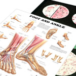 Anatomical Models & Charts | Health and Care