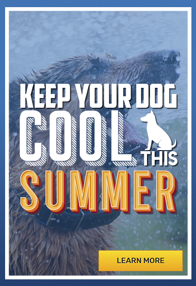 Keep Your Dog Cool This Summer