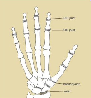Hand image DIP joint PIP join location for finger splint support