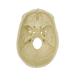 Structure Coloured Human Skull | Health and Care