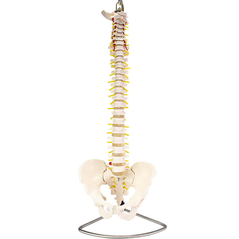 Best Braces for Chondromalacia Patella
