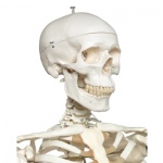 Video: Meet Stan The Model Skeleton