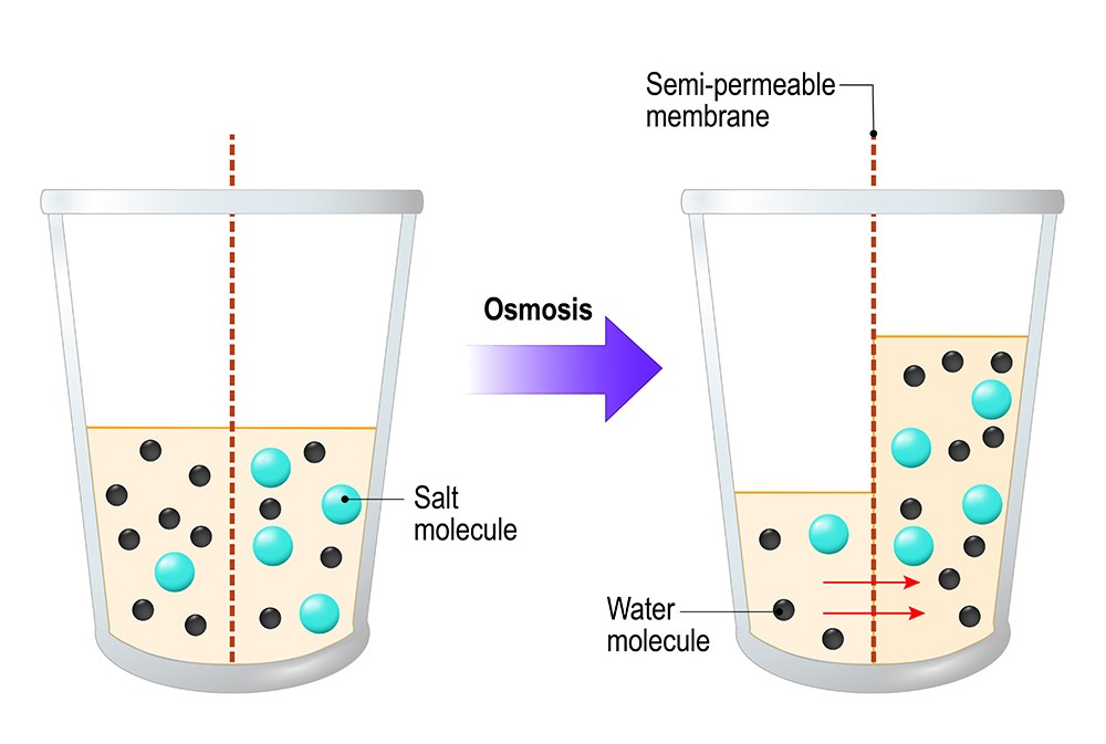 Osmosis Diagram