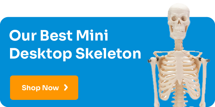 Desktop Mini Skeleton  Shop Now!