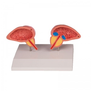 Anatomical Male Pelvis Model | Health and Care