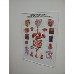 3D Digestive Tract Poster