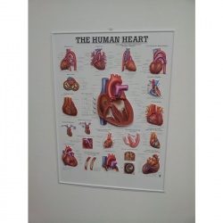 3D Human Heart Poster