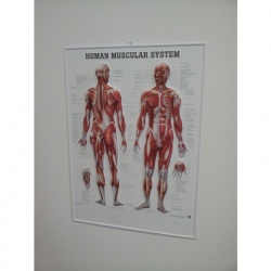 3D Human Muscular System Poster