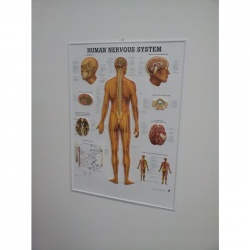 3D Human Nervous System Poster