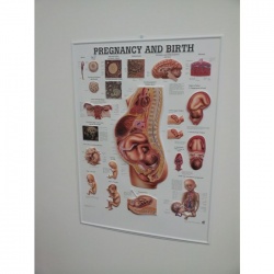 3D Pregnancy and Birth Poster | Health and Care