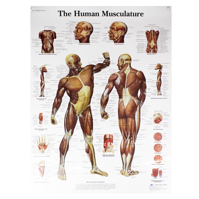 The Human Musculature Chart Front Deluxe