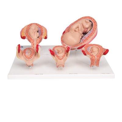 Five Anatomical Pregnancy Embryo and Foetus Models on a Base