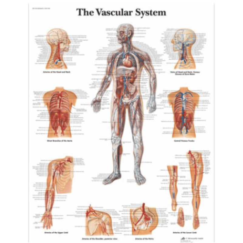 Anatomy Muscles Chart, Text In French" Poster For Sale By LeAllureVintage - Foto 3