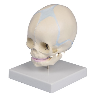 30 Week Foetus Skull Model