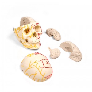 Neurovascular Skull with Brain Model