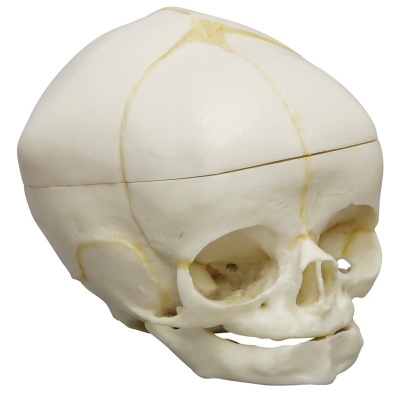 Foetal Human Skull Model with Calvarium Cut