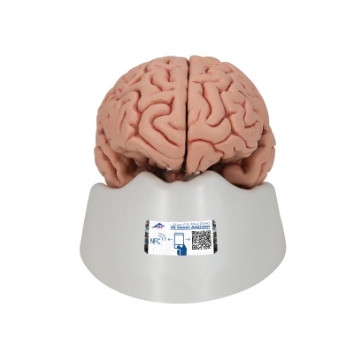 Five-Part 3D Brain Model