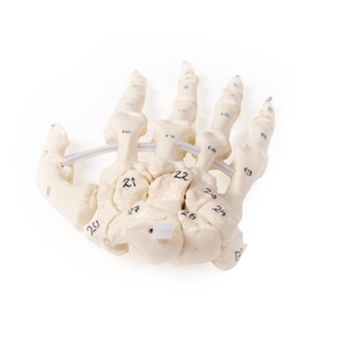 Numbered Hand Skeleton Model