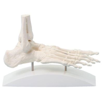 One Piece Foot Skeleton Model