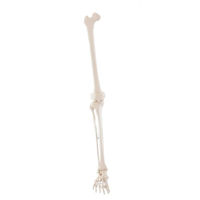 Model Leg Skeleton