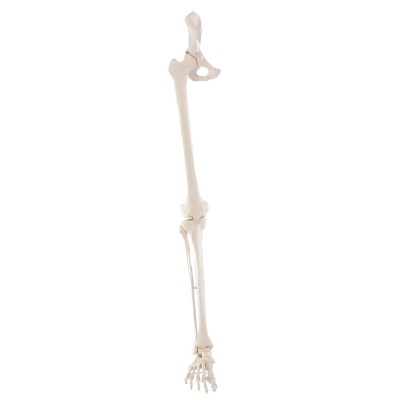 Model Leg Skeleton with Flexible Foot