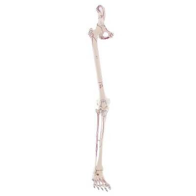 Model Leg Skeleton with Half Pelvis and Muscle Markings