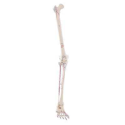 Model Leg Skeleton with Muscle Markings