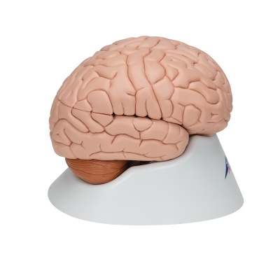 Eight-Part 3D Brain Model