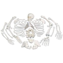 Disarticulated Full Human Skeleton With 3 Part Skull