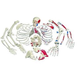 Disarticulated Full Human Skeleton Painted Muscles With 3 Part Skull