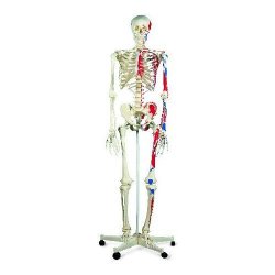 Muscle Skeleton Model Max On 5 Feet Roller Stand