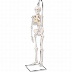 Mini Human Skeleton - Shorty - Anatomically Detailed On Hanging Stand