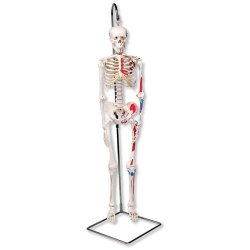 Mini Human Skeleton - Shorty - With Painted Muscles On Hanging Stand