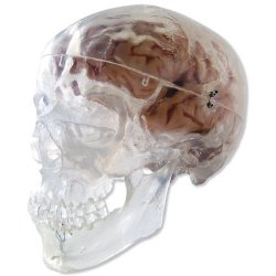 Transparent Classic Human Skull Model 3 Part