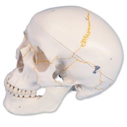 Numbered Human Classic Skull Model 3 Part