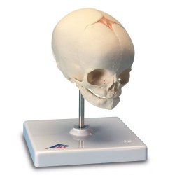 Fetal Skull Model Natural Cast 30Th Week Of Pregnancy On Stand