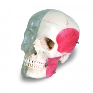 Bonelike Human Skull Model Half Transparent And Half Bony 8 Part
