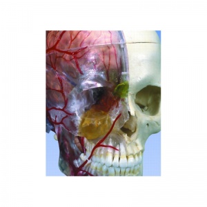 Bonelike Human Skull Model Half Transparent And Half Bony- Complete With Brain And Vertebrae