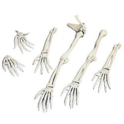 Loose Hand Skeleton With Ulna And Radius