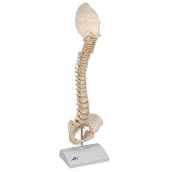 Bone Like Child's Vertebral Column Model