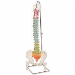 Didactic Flexible Spine Model With Femur Heads