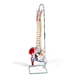 Classic Flexible Spine Model With Femur Heads And Painted Muscles