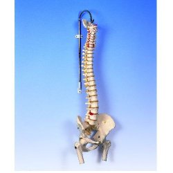 Lifetime Flexible Spine Model With Femur Heads