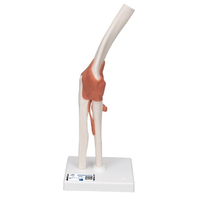 3B Scientific Functional Elbow Joint Model with Ligaments