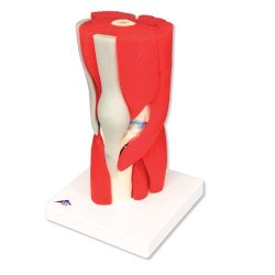 Knee Joint With Removable Muscles 12 Part