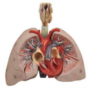 Model: Heart with Lungs and Larynx