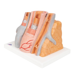 MICROanatomy Enlarged Artery and Vein Model (14x Life Size)