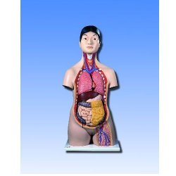 Deluxe Dual Sex Torso With Opened Back 28-Part | Health and Care
