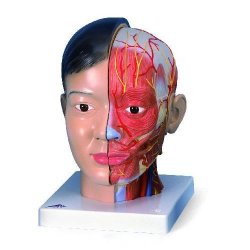 Asian Deluxe Head With Neck 4 Part